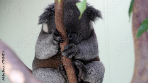 Canvas Print Koala