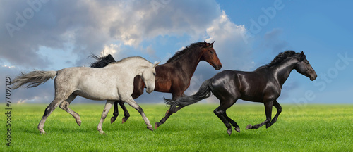 Fototapeta Naklejka Na Ścianę i Meble -  Group of three horse run gallop on gree grass against beautiful 