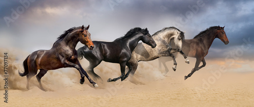 Four beautiful horse run gallop on desert dust #77097134
