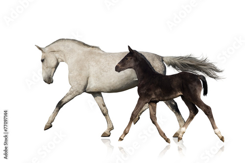 Grey horse run with black foal on white background