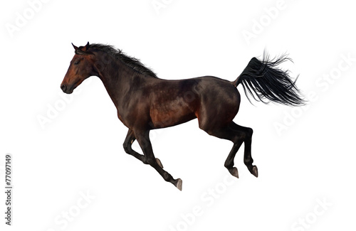 Beautiful bay horse run gallop on white background
