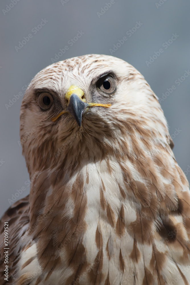 Obraz premium Raufußbussard (Buteo lagopus)