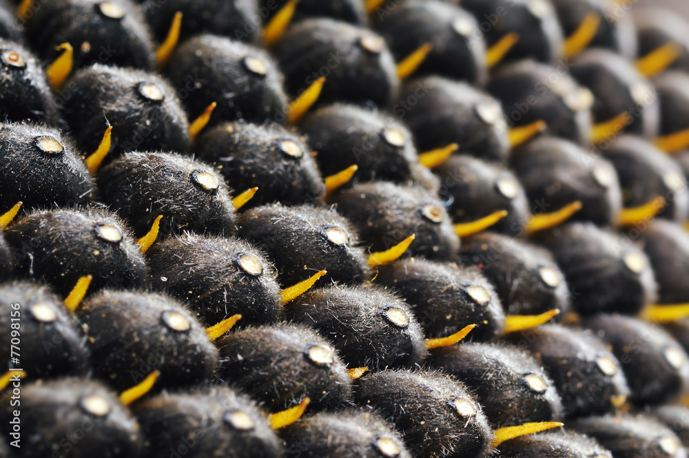Obraz premium sunflower