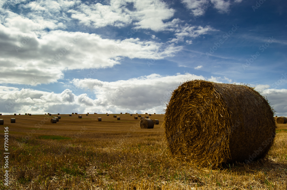 golden wheat field with straw bales and blue sky
