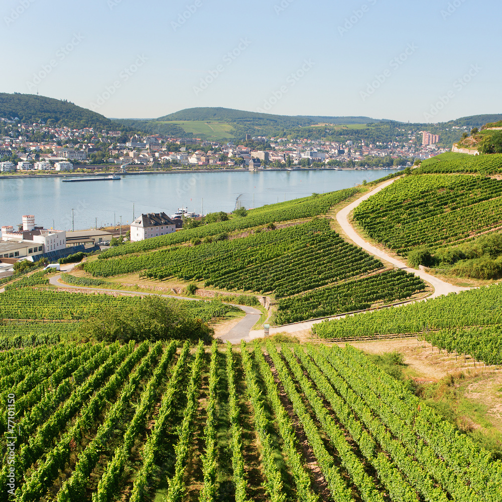 Vineyards in Rudesheim am Rhein