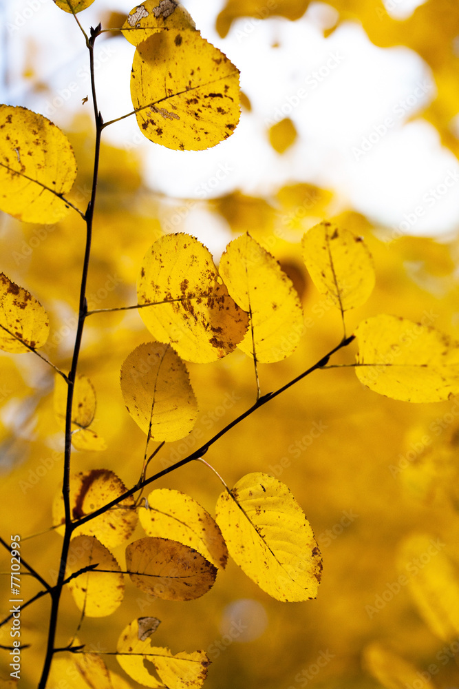 Obraz premium autumn leaves