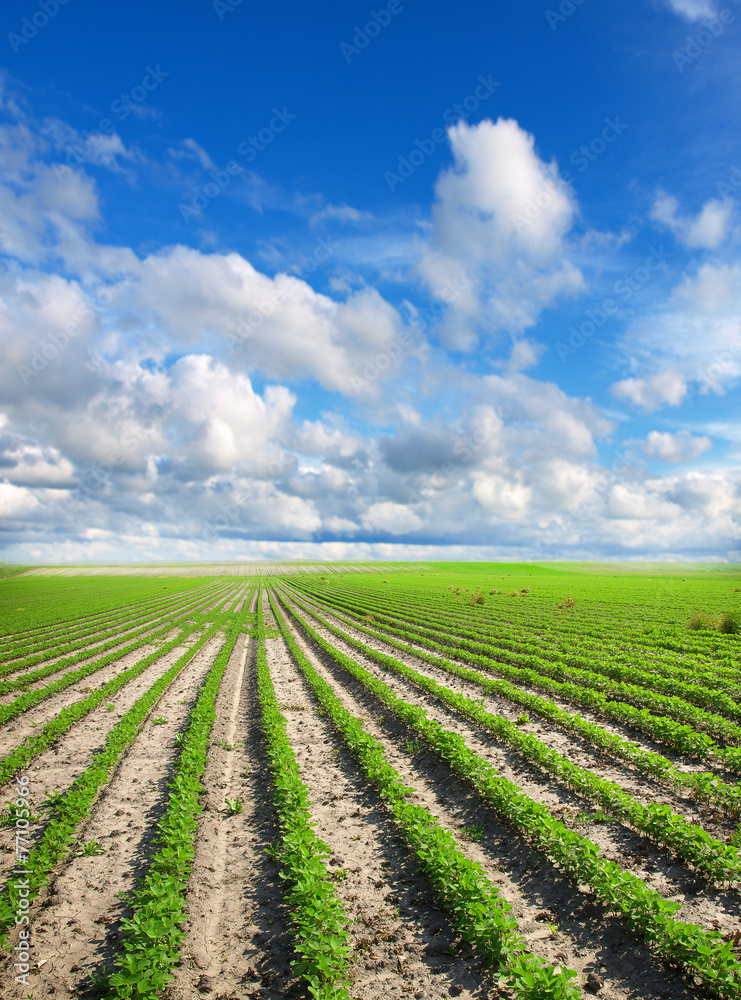 Soybean Field Rows in summer