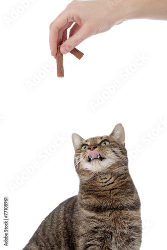 femme donnant friandise à un chat