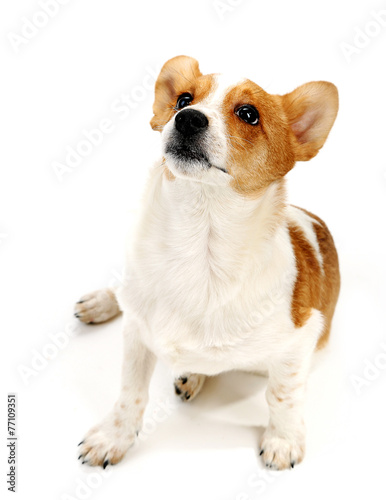 Cute dog isolated on white background