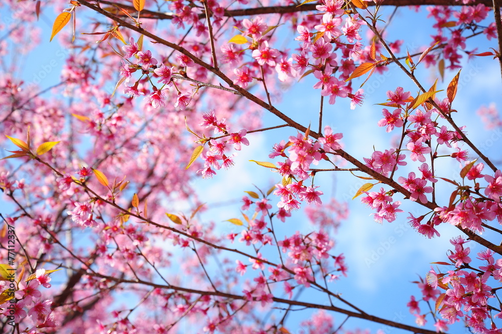 Pink Sakura Flowers in Springtime Pink Sakura Flowers in Springtime