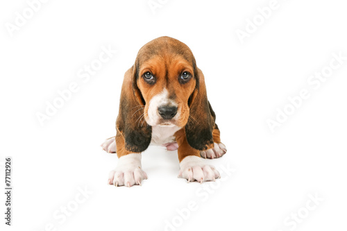 Adorable Basset Puppy Dog