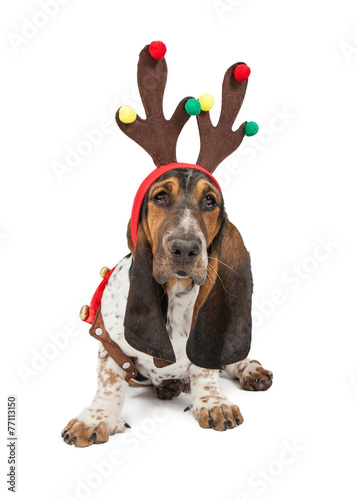 Basset Hound Dog Reindeer photo