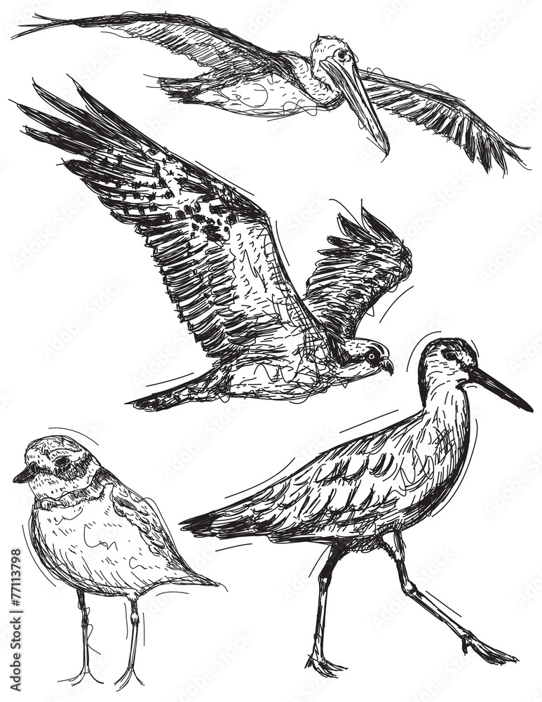 Obraz premium Ocean bird sketches