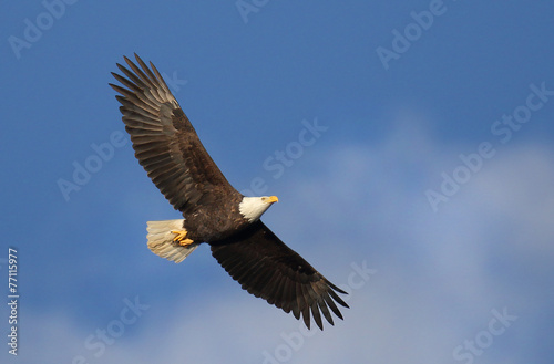 Bald Eagle Soaring