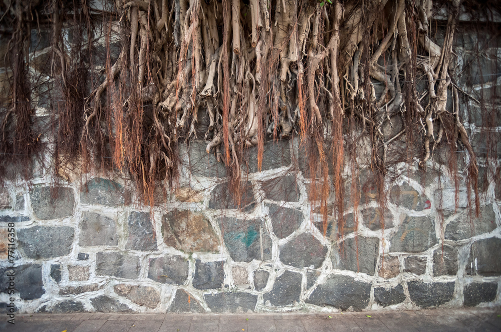 Fototapeta premium Banyan tree root growing against a stone wall, Hong Kong