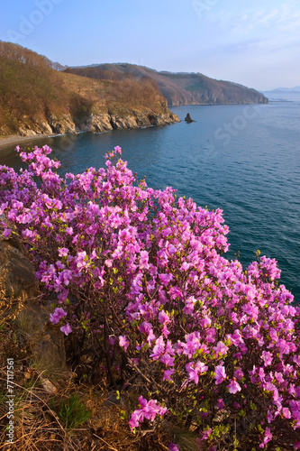 Blooming rhododendron on the shores of the Bay of Nakhodka.