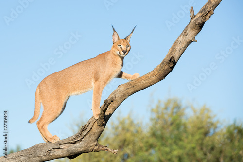 A young Caracal in a tree, South Africa photo