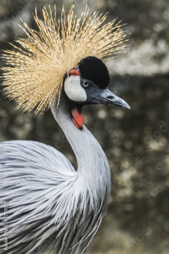 grey-crowned crane
