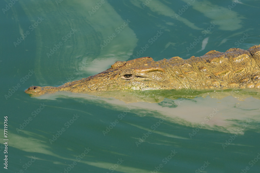 Nile Crocodile in murky green water, South Africa Nile Crocodile in murky green water, South Africa