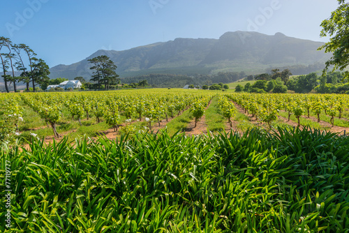 Constantia grape wineland countryside landscape