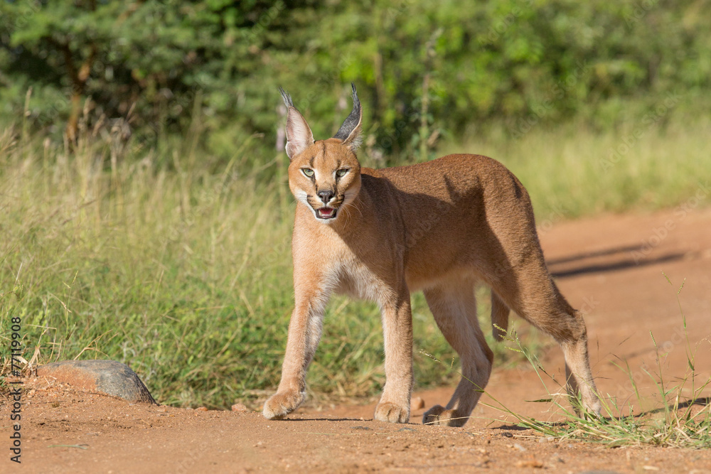 A young Caracal in South Africa