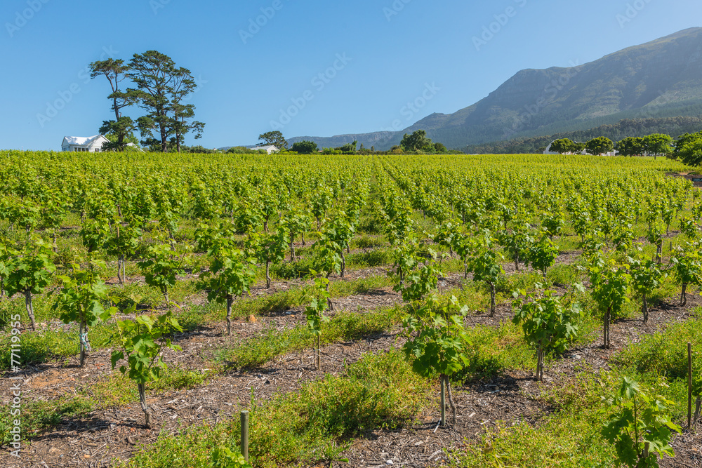 Constantia grape wineland countryside landscape