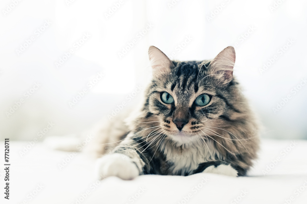 Fototapeta premium Szary kot leżący na łóżku