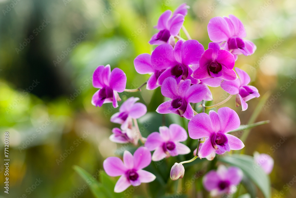 Purple orchid flower, selective focus with blur background
