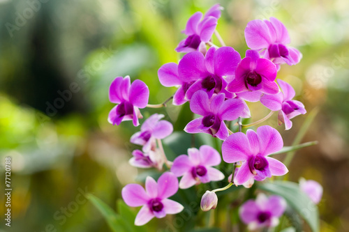 Purple orchid flower, selective focus with blur background 