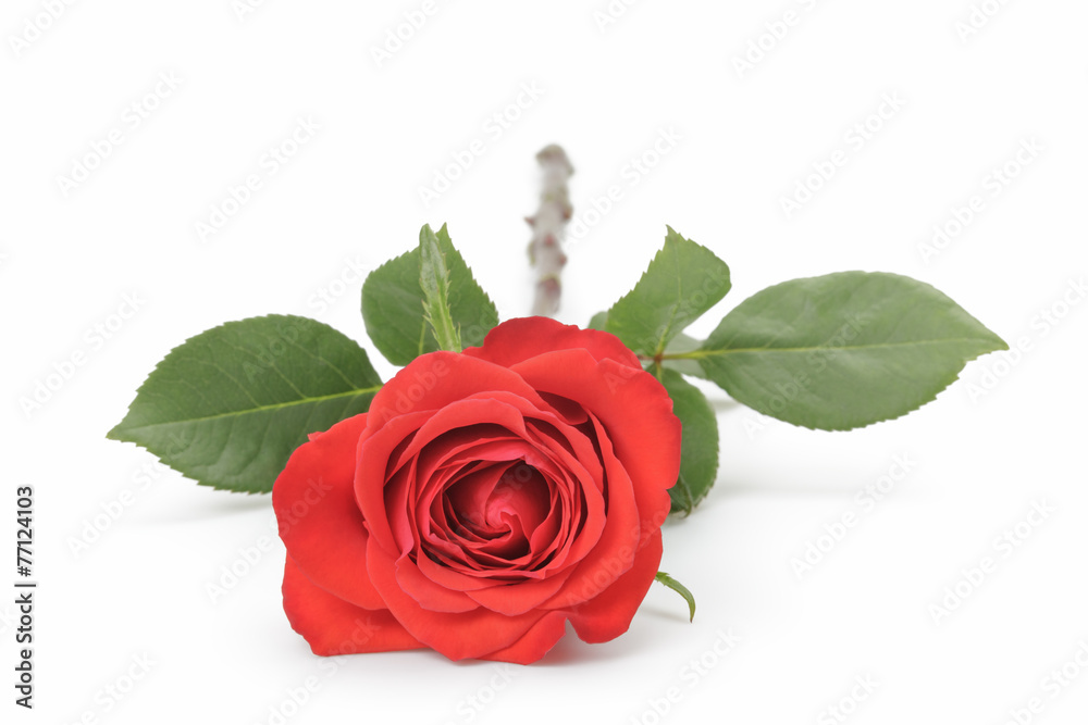 Fototapeta premium single red rose isolated on white