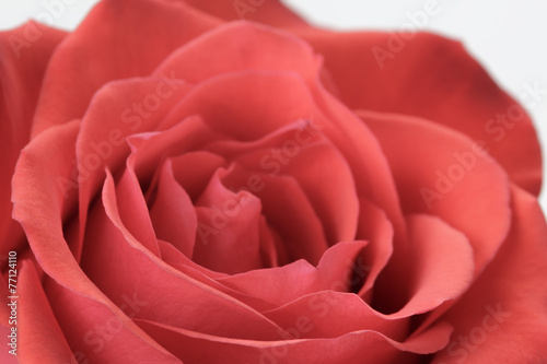 beautiful macro photo of rose rose