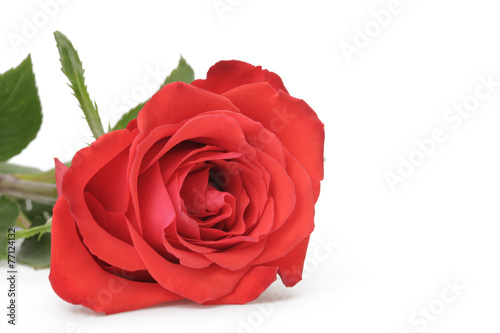 single red rose isolated on white