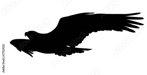 Vector eagle flying