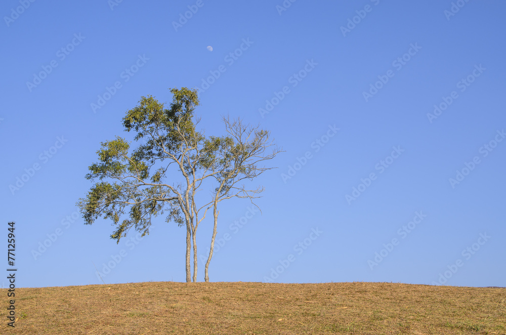Lonely of tree of sky