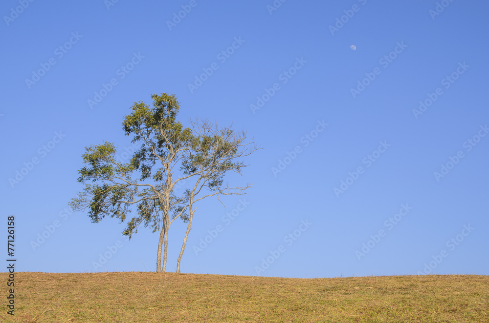 Obraz premium tree of sky