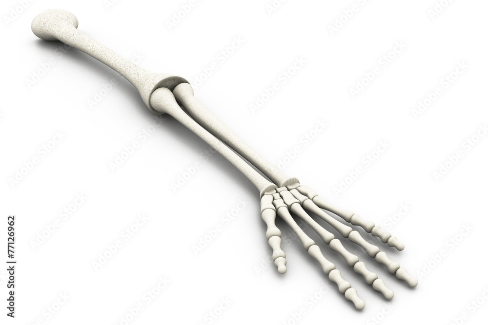 Human arm bones ..