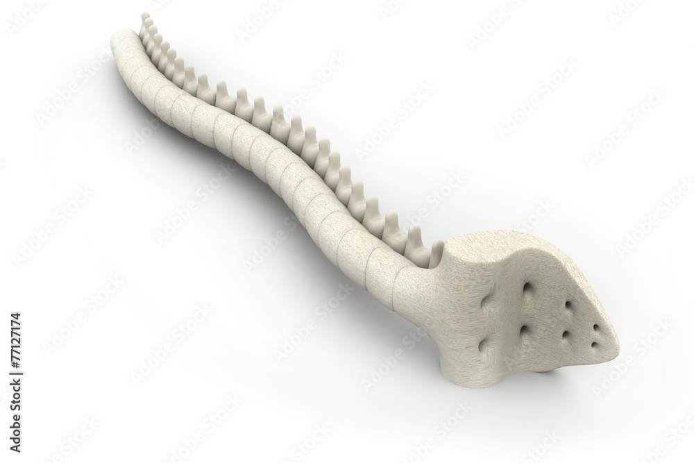 3d render of human spine. 3d render of human spine.