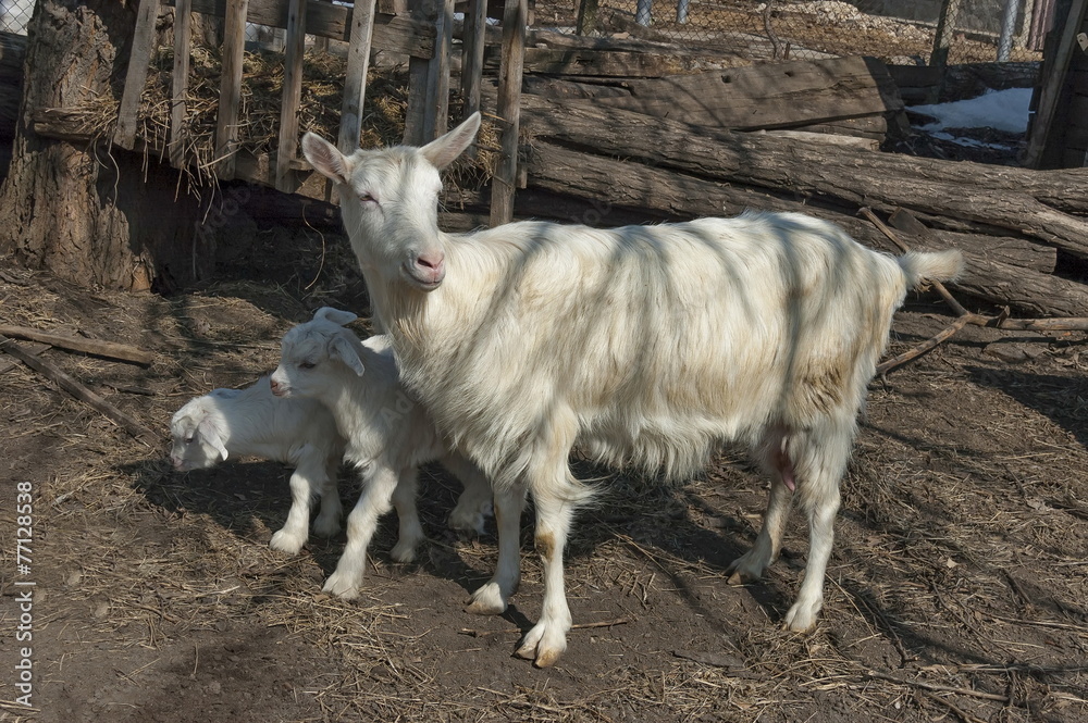 Two playful goat kids meet mother from pasture Two playful goat kids meet mother from pasture