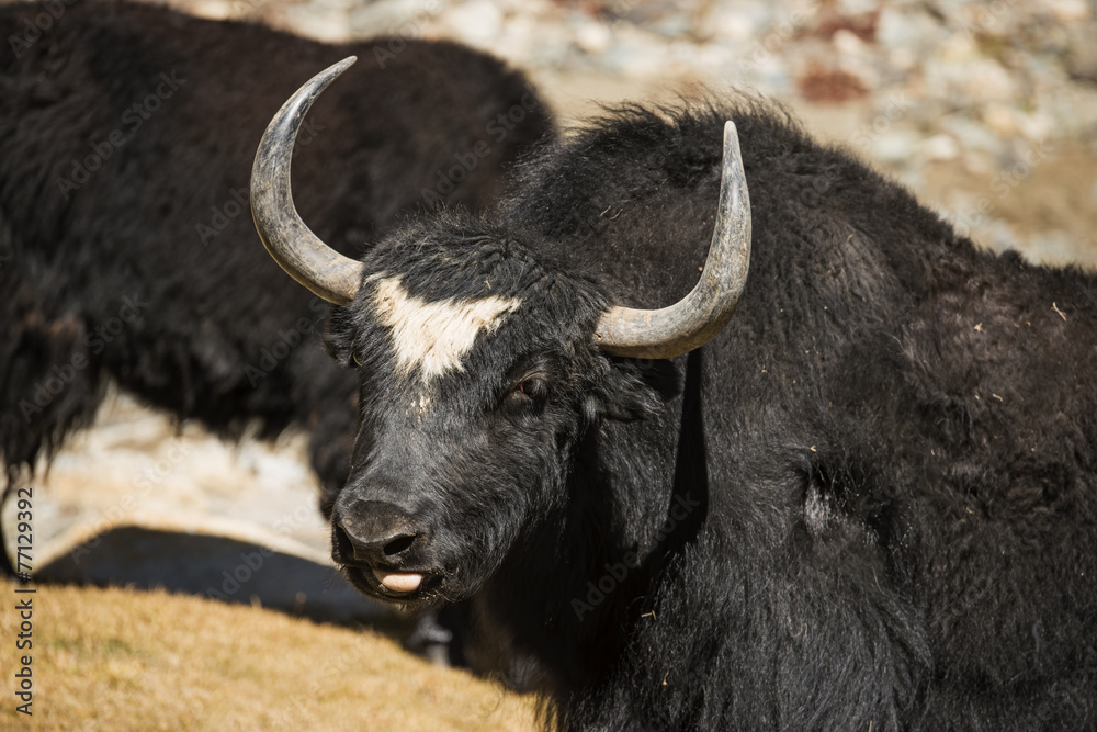 Close up wild yak in Himalaya mountains. India, Ladakh Close up wild yak in Himalaya mountains. India, Ladakh
