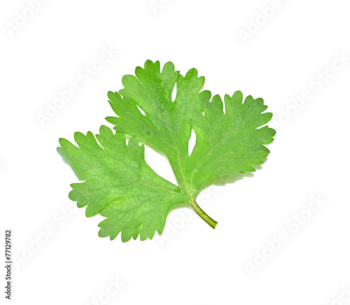 Coriander leaves with white background