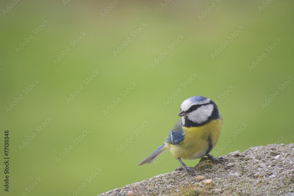Obraz premium jeune mésange
