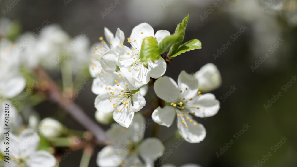Branches of the blossoming apple-tree close-up Branches of the blossoming apple-tree close-up