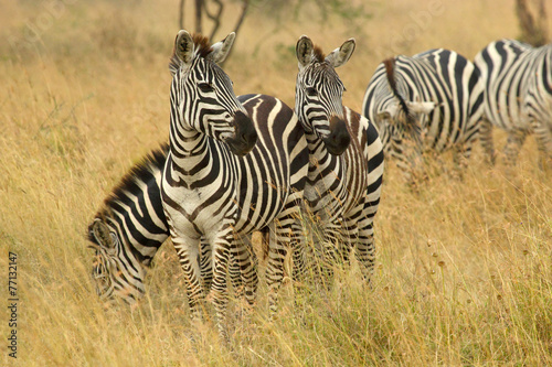 Common zebras grazing in savannah