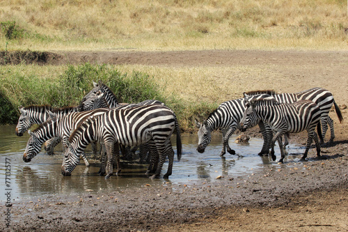 Herd of common zebras drinking from a water hole