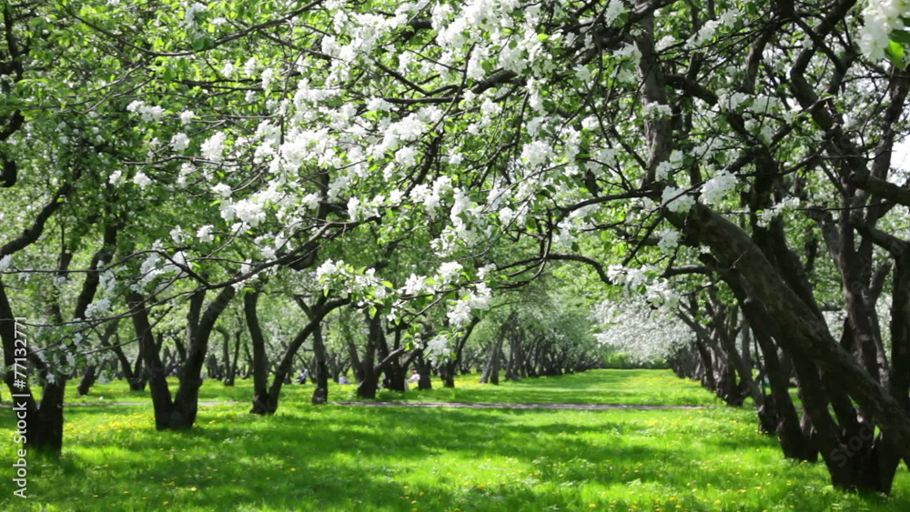 Beautiful blossoming apple-tree garden Beautiful blossoming apple-tree garden