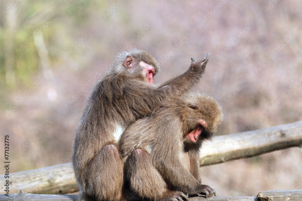 Fototapeta premium 猿の親子