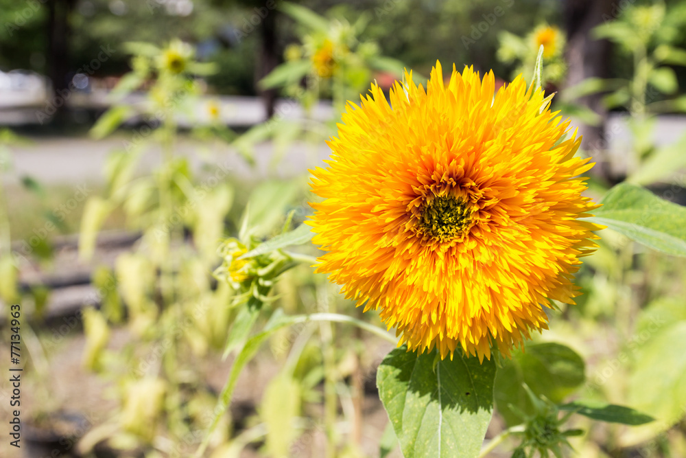 blooming sunflower flower blooming sunflower flower