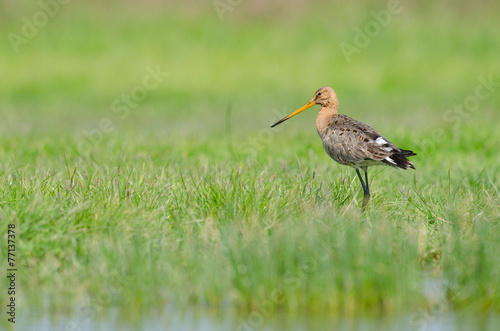 Black-tailed godwit (Limosa limosa) standing in meadow