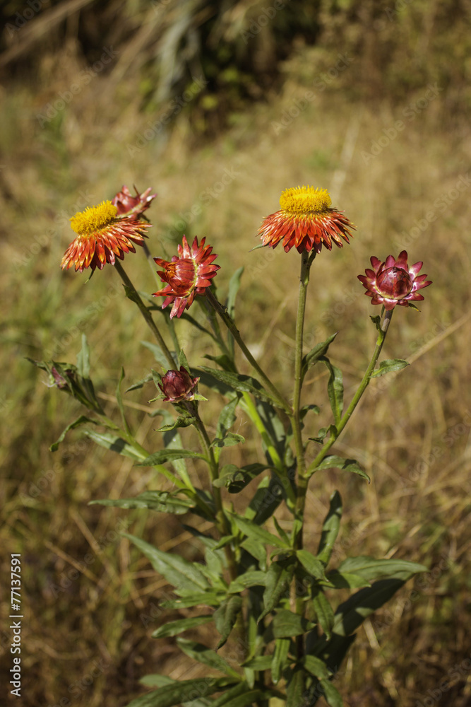Paper Flowers Of Phu Tabberk Phetchabun Thailand. Paper Flowers Of Phu Tabberk Phetchabun Thailand.