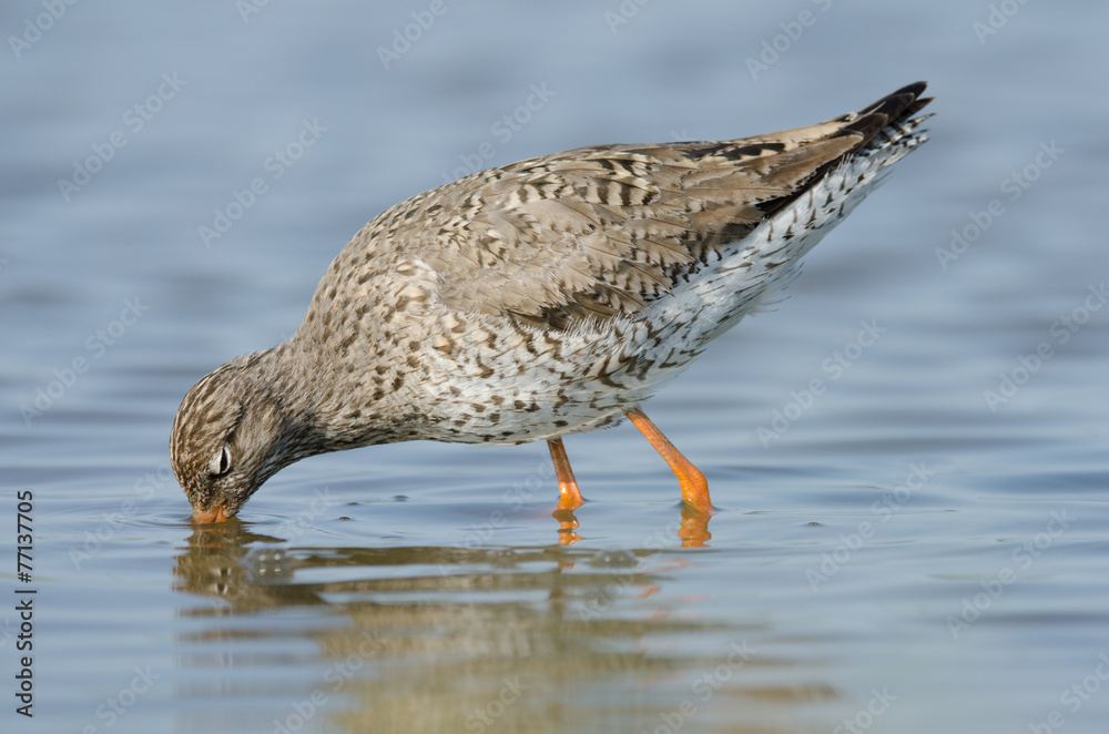 Common redshank (Tringa totanus) wading through water Common redshank (Tringa totanus) wading through water